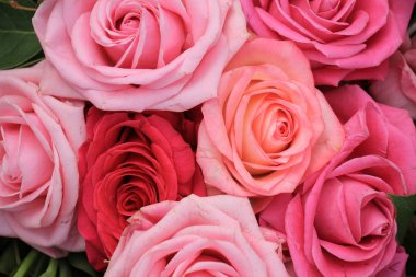 büyük pembe güller