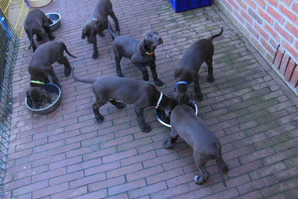 Tedesco Shorthaired Pointer cuccioli — Foto Stock