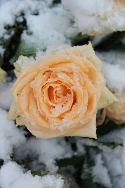 Pink rose, covered in snowflakes — Stock Photo, Image