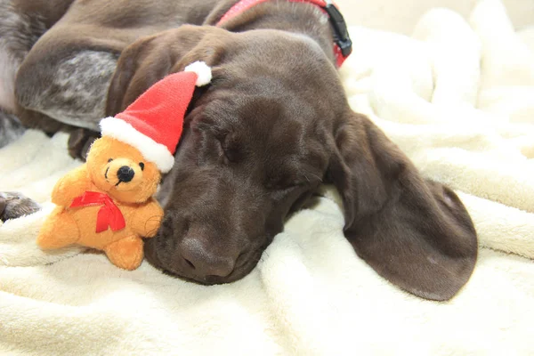Bir köpeğin Noel'in rüya — Stok fotoğraf