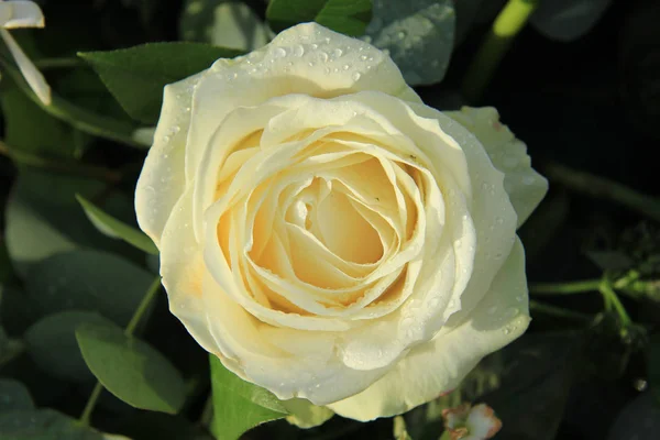 Λευκό τριαντάφυλλο με δροσιά σταγόνα — Φωτογραφία Αρχείου