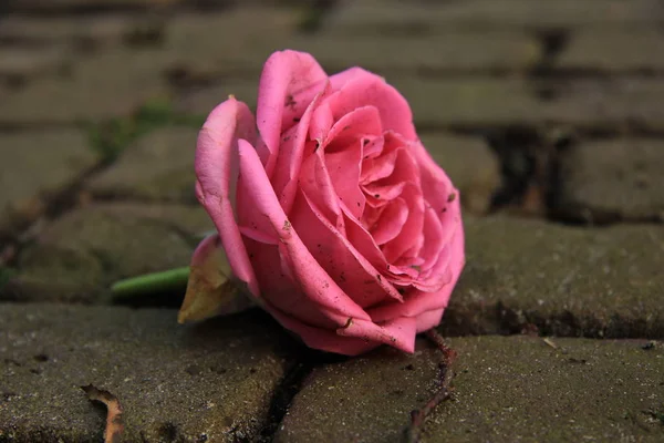 Ενιαία ροζ τριαντάφυλλο — Φωτογραφία Αρχείου