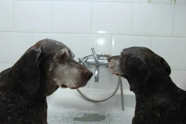 Perros en la bañera — Foto de Stock
