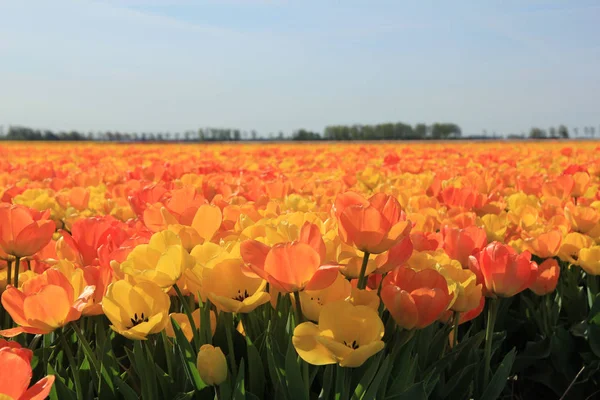Gelbe und orangefarbene Tulpen — Stockfoto