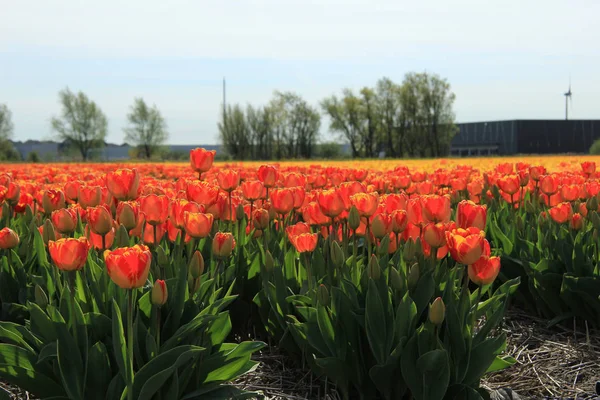 Yellow and orange tulips — Stock Photo, Image