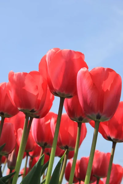 Różowe tulipany i błękitne niebo — Zdjęcie stockowe