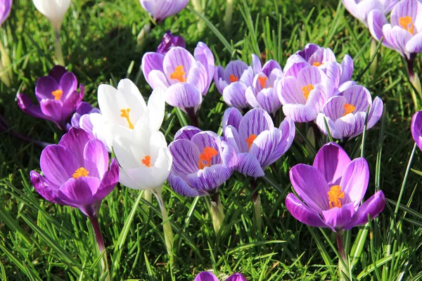 Purple and white crocuses — Stock Photo, Image