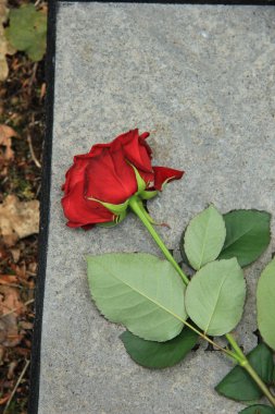 Bir taş üzerinde kırmızı gül