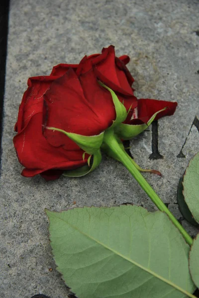 Rote Rose auf einem Stein — Stockfoto