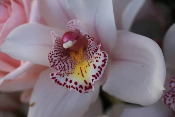 Rosas cor-de-rosa e orquídeas Cymbidium — Fotografia de Stock