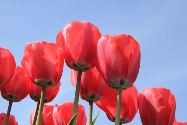 Pink tulips and blue sky — Stock Photo, Image