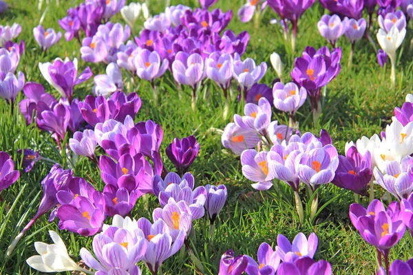 Groupe de crocus violets — Photo