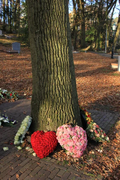 Sympathie bloemen in de buurt van een boom — Stockfoto
