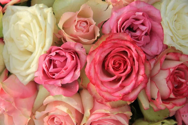 Gemischte rosa Brautrosen — Stockfoto