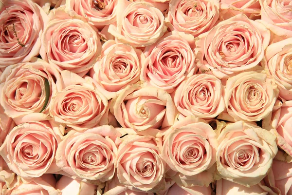 Pink wedding roses — Stock Photo, Image