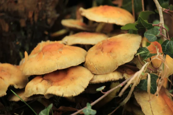 Mushrooms in a fall forrest — Stock Photo, Image