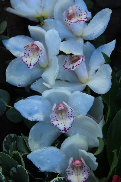 Orquídeas de cymbidium brancas — Fotografia de Stock
