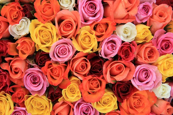 Multicolored wedding roses — Stock Photo, Image