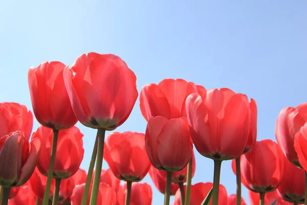 Tulipanes rosados brillantes —  Fotos de Stock