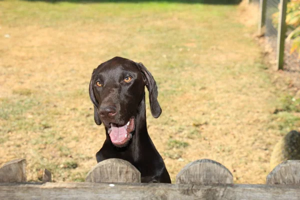 German Shorthaired Pointer — Stock Photo, Image