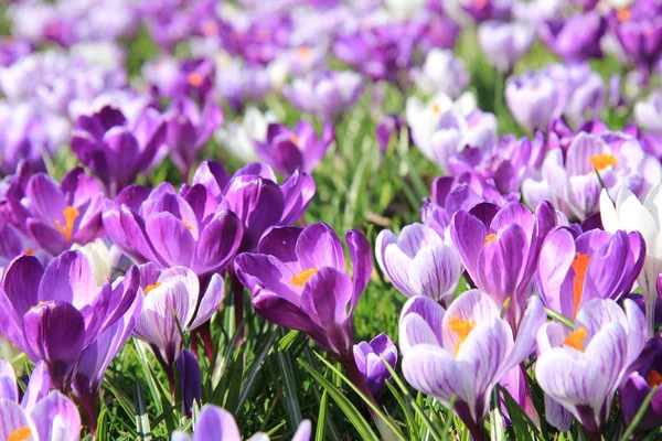 Krokussen in een veld — Stockfoto