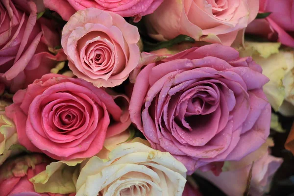 Змішані рожеві троянди — стокове фото