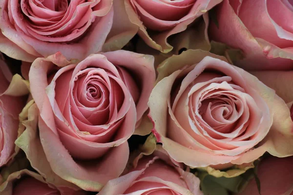 Róże różowy ślub — Zdjęcie stockowe