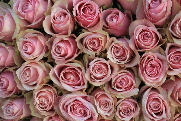 Pink wedding roses — Stock Photo, Image