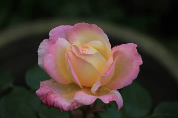 Gele roze roos — Stockfoto