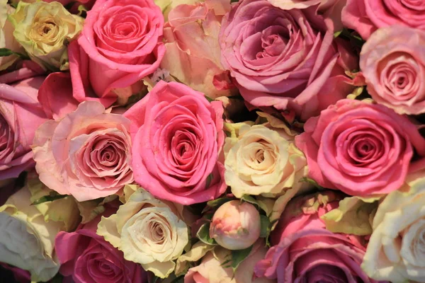 混合のピンクのバラ — ストック写真