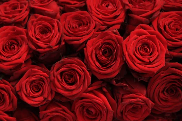 Big red roses — Stock Photo, Image