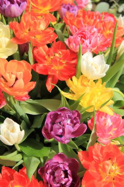 çok renkli Lale buketi