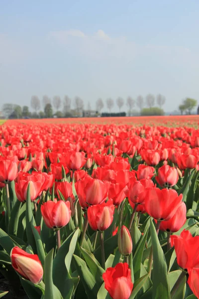 Red tulips in a field — Stock Photo, Image