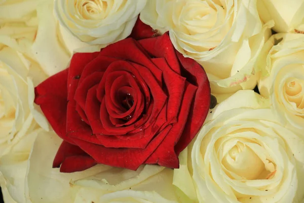 Червоні та білі троянди — стокове фото