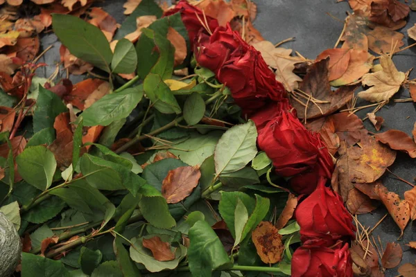 Rosas rojas sobre una tumba — Foto de Stock