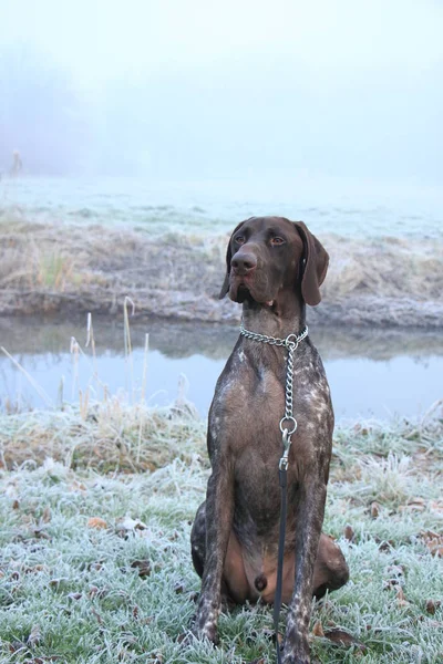 Kortharige Duitse — Stockfoto