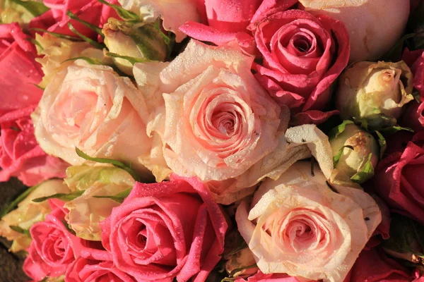 Mixed pink roses — Stock Photo, Image