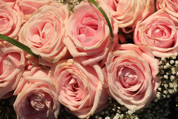 Μικτή ροζ τριαντάφυλλα — Φωτογραφία Αρχείου