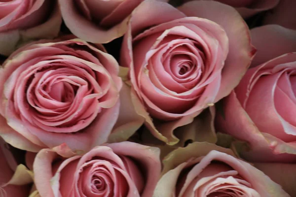 Rose da sposa rosa — Foto Stock
