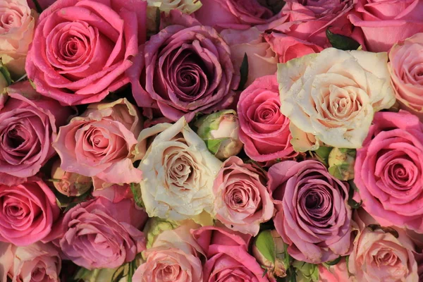 Смешанные розовые розы — стоковое фото