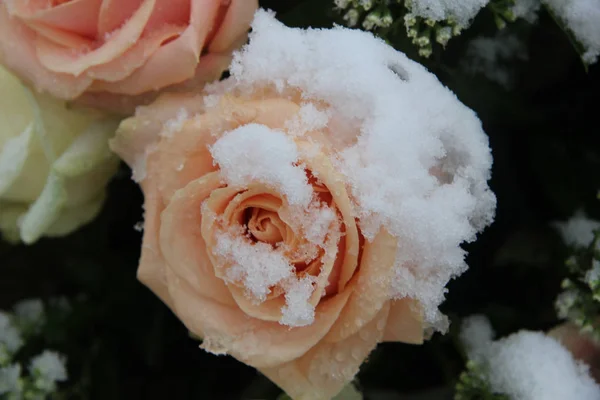 Pokryte śniegiem róża różowy — Zdjęcie stockowe