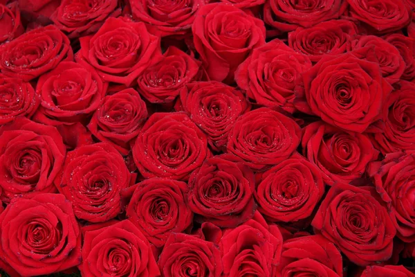 Stor grupp av röda rosor — Stockfoto