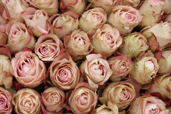 Rosas rosadas pálidas — Foto de Stock