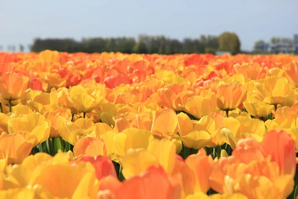 Gele en oranje tulpen — Stockfoto