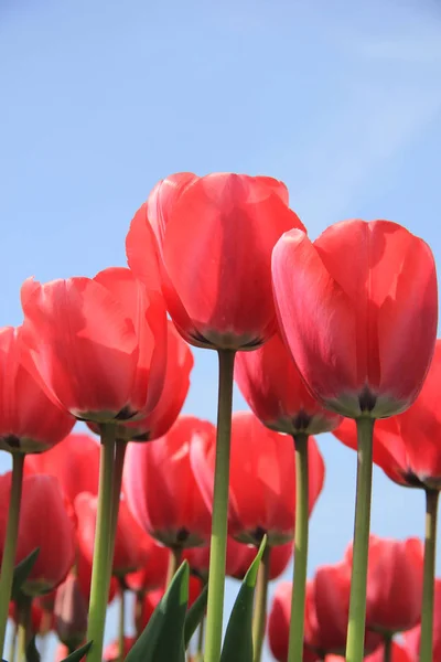 Duże różowe tulipany — Zdjęcie stockowe