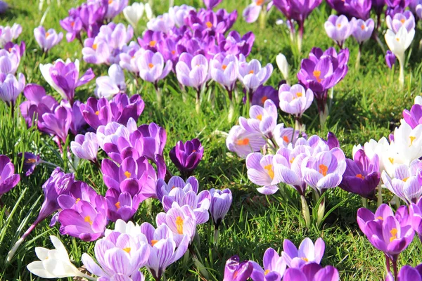 Krokussen in een veld — Stockfoto