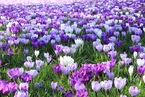 Purple crocuses in a field — Stock Photo, Image