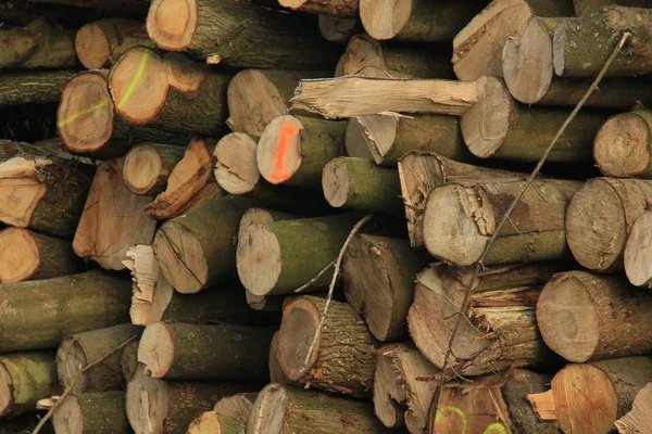 Chopped fuel wood in a forest — Stock Photo, Image