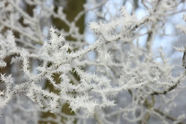 Frost på små grenar — Stockfoto