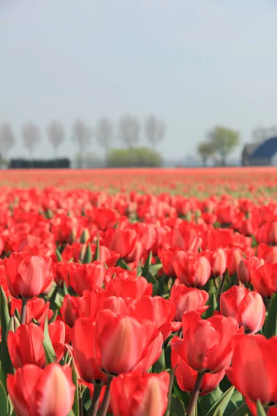 Czerwone tulipany w polu — Zdjęcie stockowe